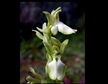 Imagen de Detectada Una Variedad De Orquídea Única En El Parque Natural De La Mata Torrevieja