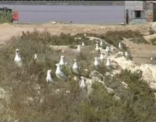 Imagen de El Parque Natural De Torrevieja Es La 2º Colonia Del Mundo En Nº De Gaviota Audouin