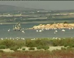 Imagen de Jornada De Revegetacion En El Parque Natural De Las Lagunas De La Mata Y Torrevieja