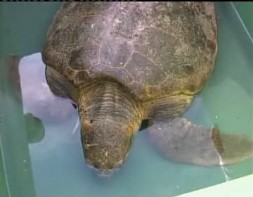 Imagen de Rescatada En Torrevieja Una Tortuga Boba Marcada En Florida