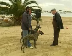 Imagen de La Playa Del Acequion Acogio La Gran Carrera De Galgos En Pista