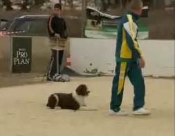 Imagen de El Club Agility De Torrevieja Organizo Una Prueba Valida Para El Campeonato De España