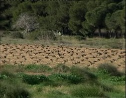 Imagen de Una Sentencia Del Tsjcv Da La Razón A Los Verdes Sobre Nombramiento Director Parque Natural