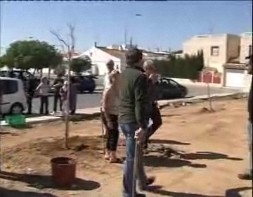 Imagen de Residentes En San Luis Plantaron Un Centenar De Ejemplares Del Arbol De La Bella Sombra