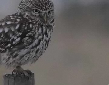 Imagen de Taller En El Parque Natural De La Mata Y Torrevieja Para Conocer Especies De Rapaces Nocturnas