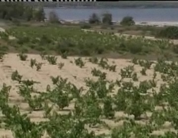 Imagen de Los Viticultores De La Mata Utilizan El Ingenio Para Proteger La Uva Del Parque Natural