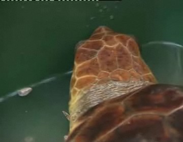 Imagen de Rescatado Un Ejemplar De Tortuga Boba En Aguas De La Bahía Torrevejense