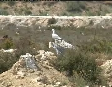 Imagen de 3.346 parejas de gaviota Audouin han nidificado en las Lagunas de La Mata y Torrevieja