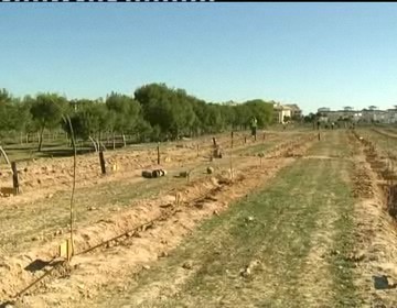 Imagen de Torrevieja celebrará el día mundial del árbol con nuevas plantaciones