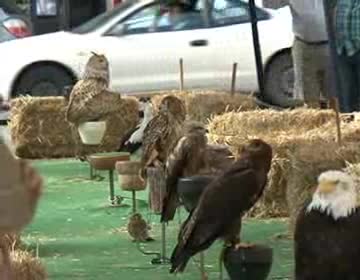 Imagen de Abre sus puertas el mercado medieval de Torrevieja con más de 100 puestos y exposición de cetrería