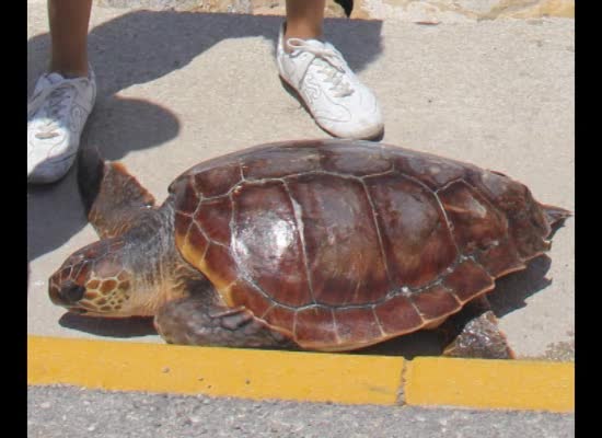 Imagen de Recuperada una tortuga boba por una embarcación torrevejense