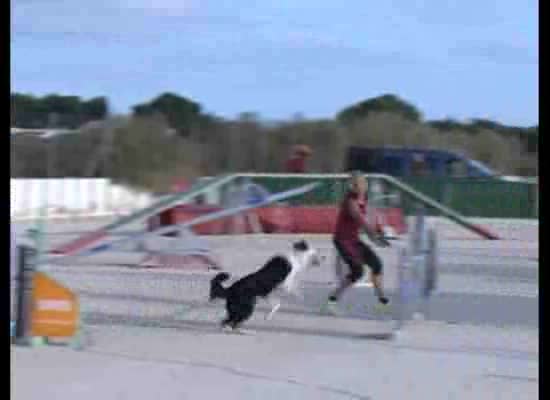 Imagen de Las instalaciones del Club Agility acogieron la celebración del Cuarto Trofeo Ciudad de Torrevieja