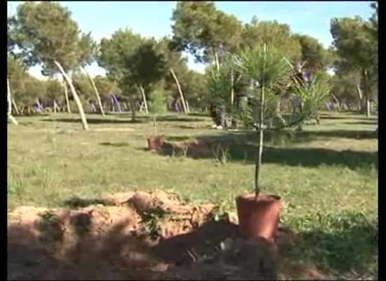 Imagen de Nueva plantación de árboles en 