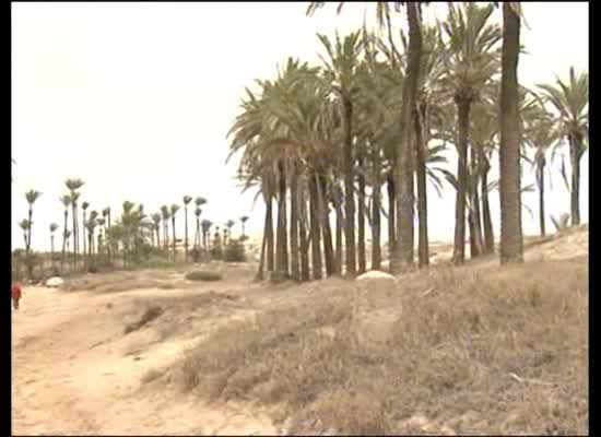 Imagen de Finalizan las tareas de reacondicionamiento del Palmeral de Ferrís por la propietaria Ferris Hill