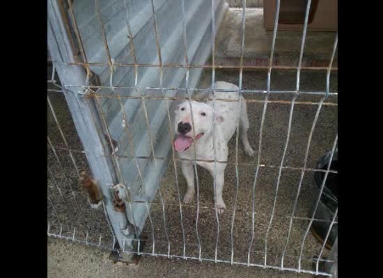 Imagen de Hallados los dos perros robados del Núcleo Zoológico Municipal