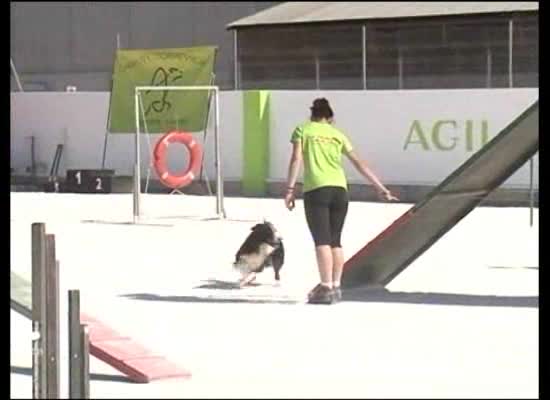 Imagen de Los días 27 y 28 se celebra la VI Prueba Agility 