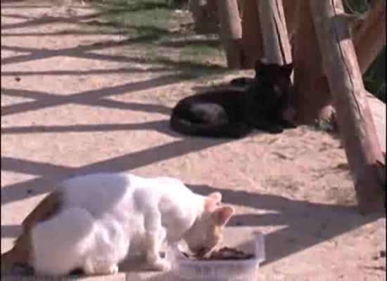 Imagen de Torrevieja se une al proyecto CES para controlar y proteger las colonias de gatos en ámbitos urbano