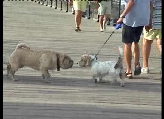 Imagen de El ayuntamiento estudia las fórmulas para habilitar un espacio de playa para perros