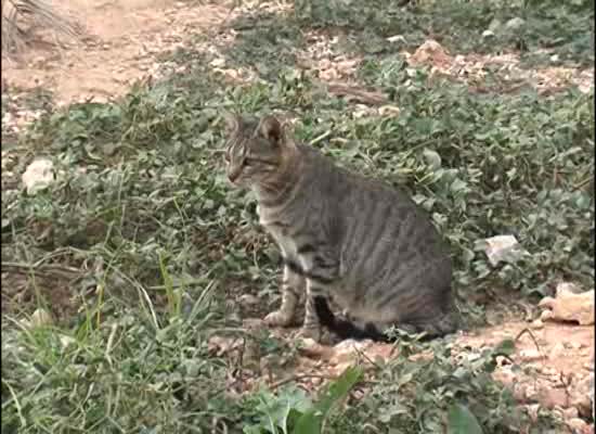 Imagen de Voluntarios acondicionan la zona de gatos del Dique de Levante dentro del proyecto CES