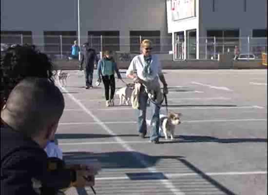 Imagen de Celebran el primer concurso de belleza canina de Torrevieja