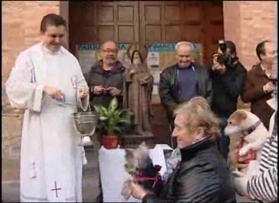 Imagen de Torrevieja celebrará el sábado la bendición de animales con motivo de la fiesta de San Antón