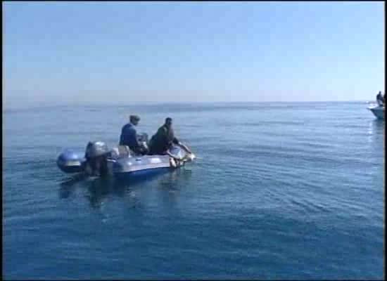 Imagen de Rescatadas con vida 2 tortugas bobas y 7 aves marinas en las costas de Torrevieja en 2014