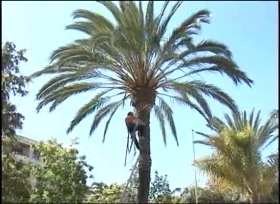 Imagen de Comienza la poda de palmeras en paseos, parques y jardines de Torrevieja