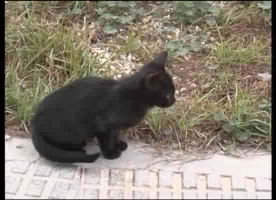 Imagen de El ayuntamiento amplia la cobertura para la esterilización de gatos