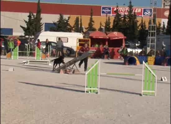 Imagen de Agility Torrevieja consigue reunir a más de 78 perros para puntuar en el campeonato de España