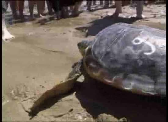 Imagen de Torrevieja será pionera en la C.V. en la liberación de una tortuga marina con emisor satélite
