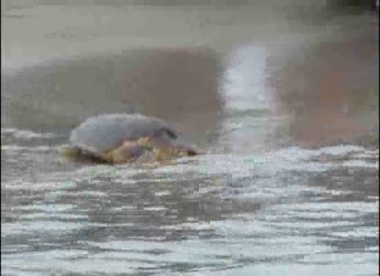 Imagen de Devueltas al mar en Torrevieja 3 tortugas bobas con emisor vía satélite