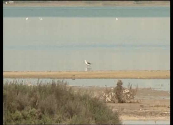 Imagen de Torrevieja acogerá la presentación de un Atlas sobre aves nidificantes