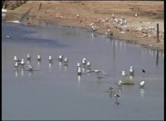 Imagen de Torrevieja cuenta con la segunda mayor colonia del mundo de gaviota Audouin