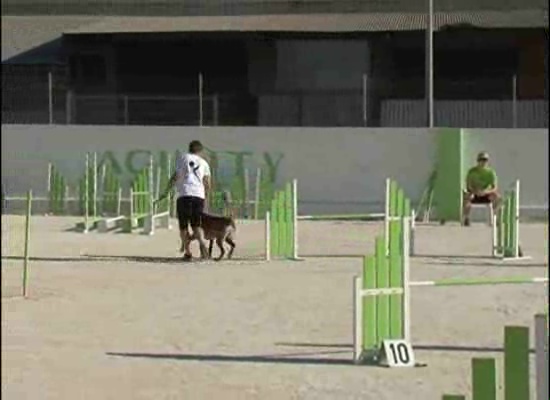 Imagen de El Agility consigue reunir a centenares de perros en Torrevieja