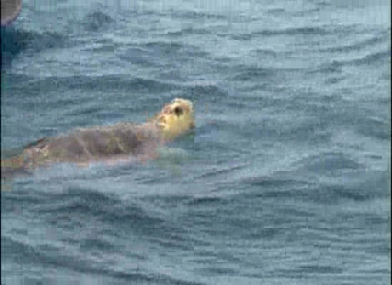 Imagen de Tras un año de recuperación, la tortuga boba Habanera ha sido liberada en el mar