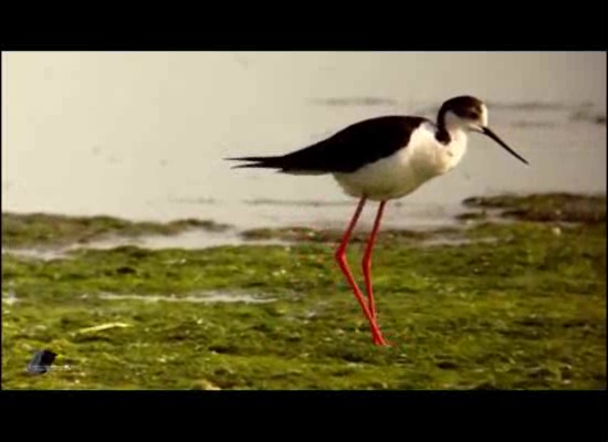 Imagen de Presentación de la Cigüeñela, doce meses, doce especies, en el Parque Natural