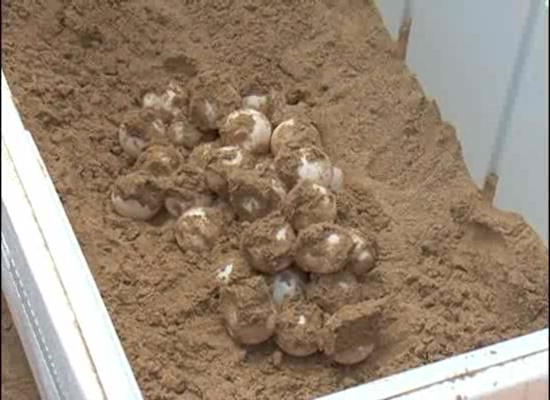Imagen de Torrevieja vive por primera vez una puesta de huevos de tortuga boba en una de sus playas