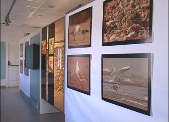 Imagen de El Parque Natural programa una actividad lúdica sobre la gaviota picofina