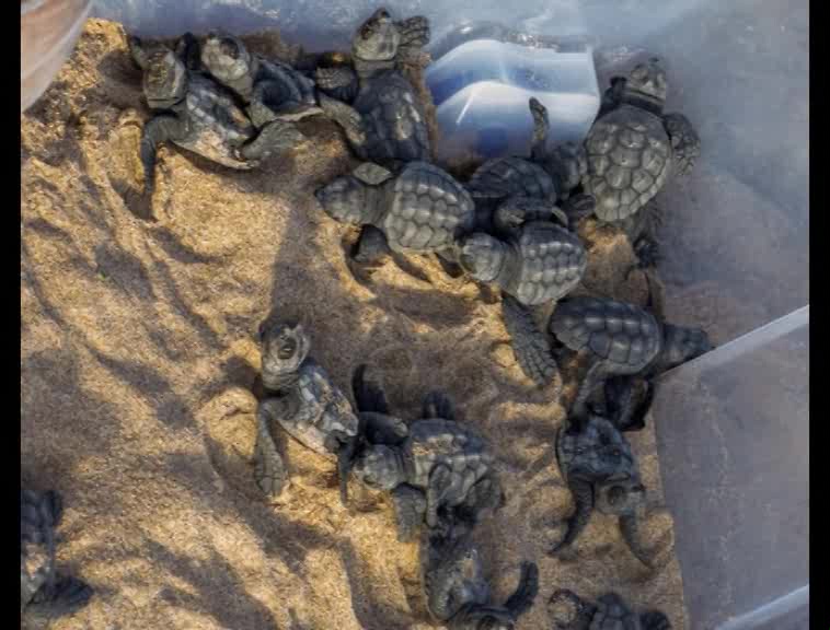 Imagen de 46 tortugas marinas han nacido del nido depositado en Torrevieja a finales de julio