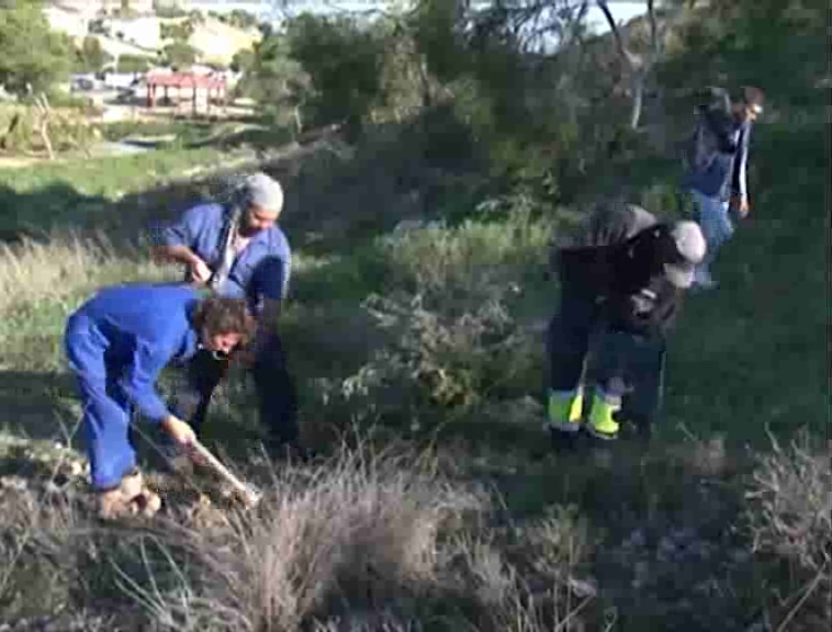 Imagen de El plan de recuperación de la Jarilla Cabeza de Gato se amplía con la plantación de 150 ejemplares