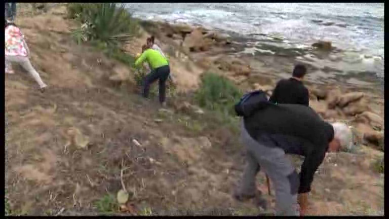 Imagen de Una zona de Cabo Cervera fue revegetada con la planta autóctona Jarilla Cabeza de Gato