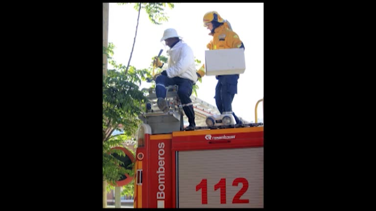 Imagen de Bomberos al rescate de las abejas