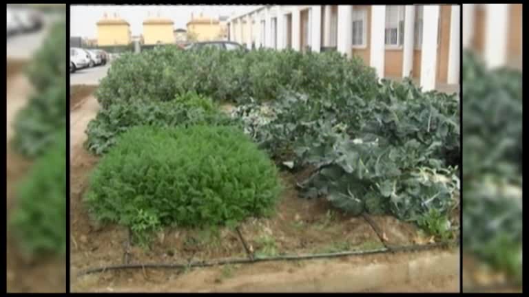 Imagen de Torrevieja da los primeros pasos para contar con huertos urbanos