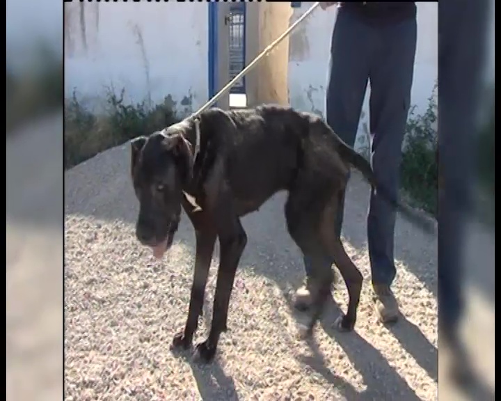 Imagen de Protección animal alerta de los peligros de dejar a los animales en el coche ante golpes de calor