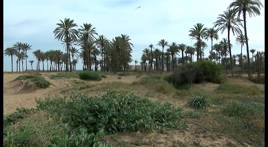 Imagen de Salvemos Lo Ferrís” pedirá al ayuntamiento que proteja el palmeral