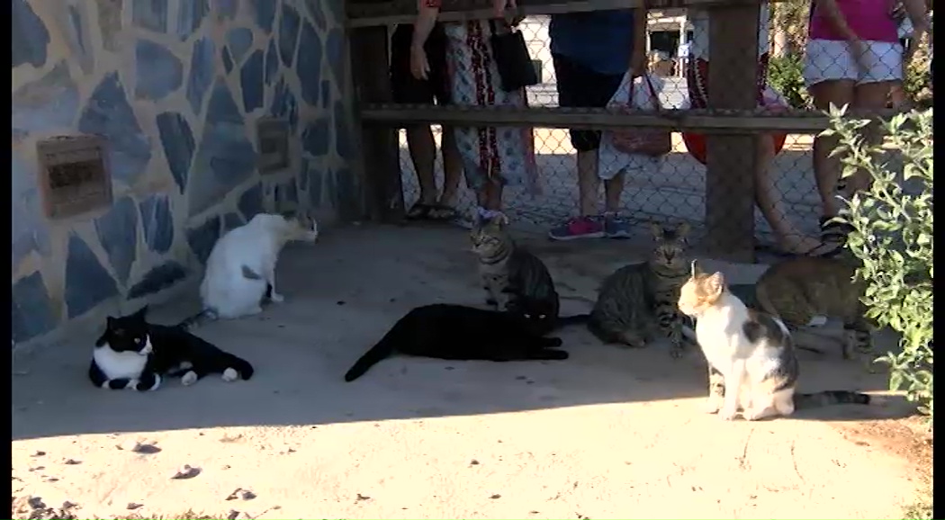 Imagen de El Proyecto CES intenta solucionar el abandono de los gatos callejeros