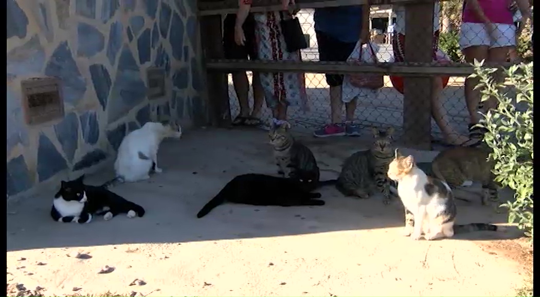 Imagen de El Proyecto CES intenta solucionar el abandono de los gatos callejeros