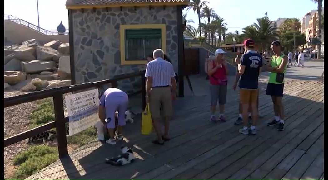 Imagen de 15.000 euros para castrar 200 gatos