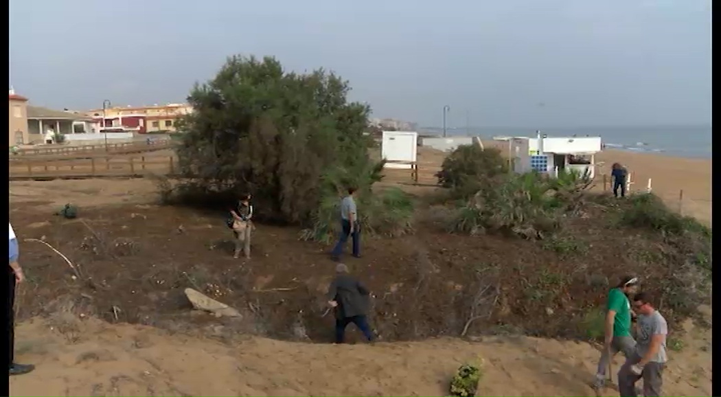 Imagen de Medio Ambiente inicia la regeneración de espacios dunares de La Mata