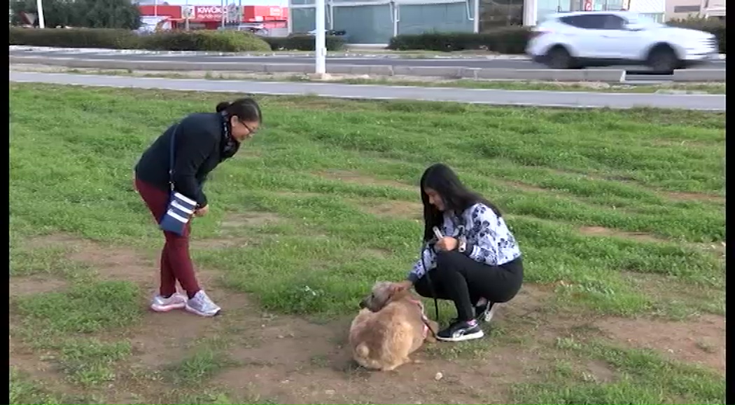 Imagen de Un taller da las claves para una buena convivencia de los perros con su entorno directo